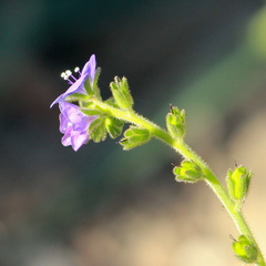 Phacelia viscida