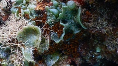 Botrylloides niger