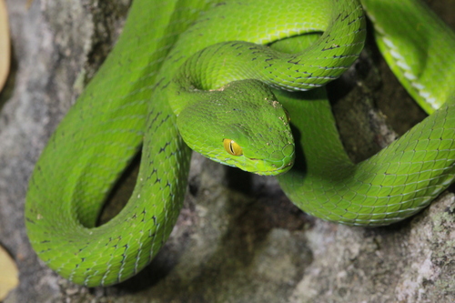 Phitsanulok Pitviper