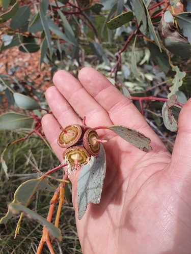 Image of Eucalyptus sessilis by (c) maxark, some rights reserved (CC BY)