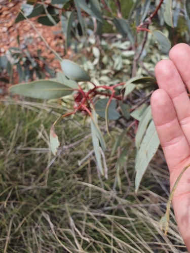 Image of Eucalyptus sessilis by (c) maxark, some rights reserved (CC BY)