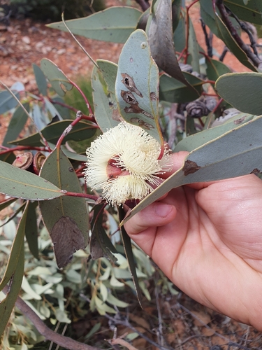 Image of Eucalyptus sessilis by (c) maxark, some rights reserved (CC BY)