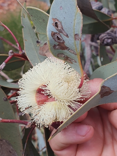 Image of Eucalyptus sessilis by (c) maxark, some rights reserved (CC BY)