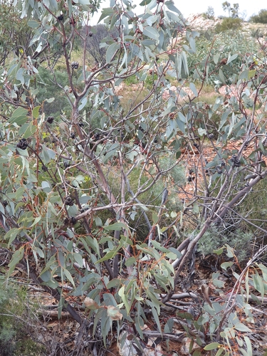 Image of Eucalyptus sessilis by (c) maxark, some rights reserved (CC BY)