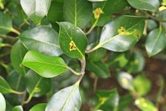 Ilex × altaclerensis