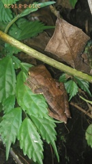 Rhacophorus margaritifer