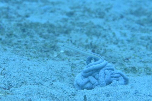 Black-spot worm goby (Gunnellichthys monostigma) — Microdesmidae — 5
