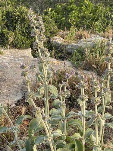 Stachys tournefortii