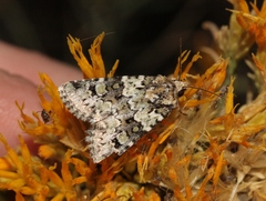 Lacinipolia strigicollis