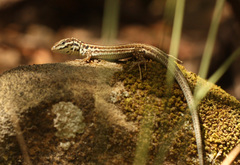 Podarcis milensis