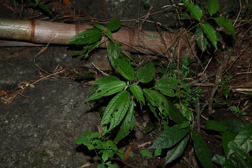 Boehmeria virgata, photograph 5