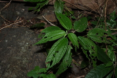 Boehmeria virgata, photograph (c) Greg Tasney, some rights reserved (CC BY-SA)
