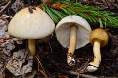 Limacella