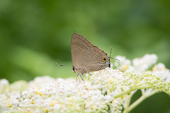 Deudorix epijarbas menesicles