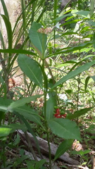 Rauvolfia serpentina