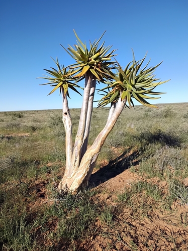 Quiver Tree
