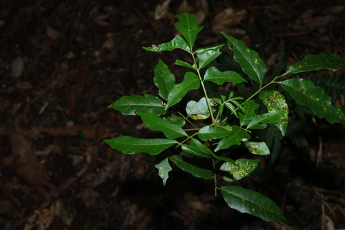 Image of Rhodosphaera rhodanthema by (c) Greg Tasney, some rights reserved (CC BY-SA)