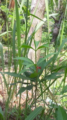 Rauvolfia serpentina