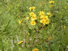 Silphium terebinthinaceum