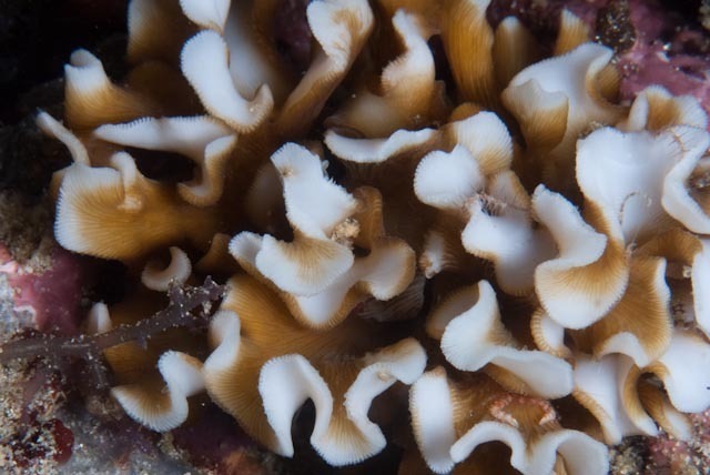 Porcelain coral