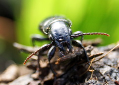 Secatophus australis