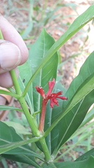 Rauvolfia serpentina