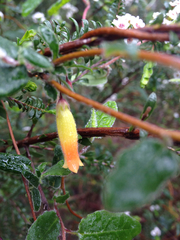 Marianthus bignoniaceus
