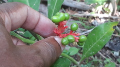 Rauvolfia serpentina