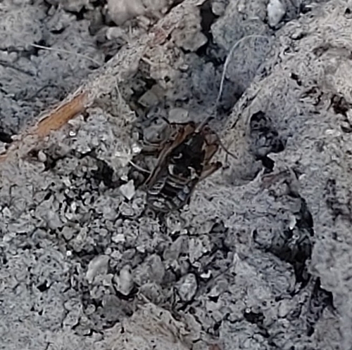 Pseudovelia, 2025-04-09