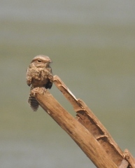 Hydropsalis climacocerca
