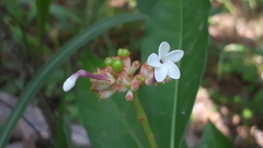 Rauvolfia serpentina
