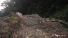 Gonocephalus chamaeleontinus