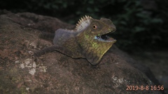 Gonocephalus chamaeleontinus