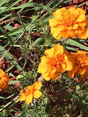 Tagetes erecta