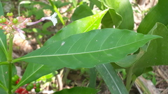 Rauvolfia serpentina