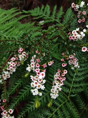 Thryptomene calycina