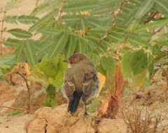 Syrtidicola fluviatilis