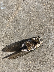 Neotibicen latifasciatus