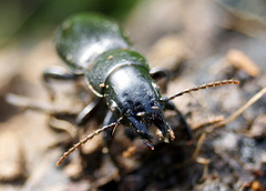 Secatophus australis