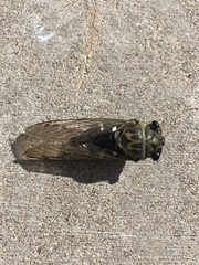 Neotibicen latifasciatus