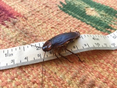 Periplaneta brunnea