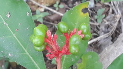 Rauvolfia serpentina