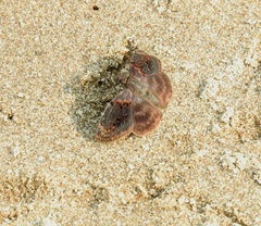 Chiomara mithrax