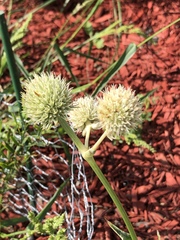 Eryngium yuccifolium