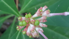 Rauvolfia serpentina