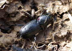 Secatophus australis