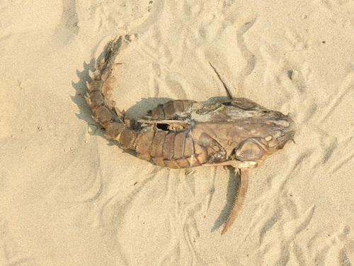 Mother of snails catfish (Megalodoras uranoscopus) — Doradidae — 3