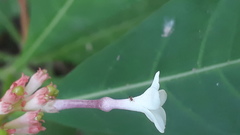 Rauvolfia serpentina