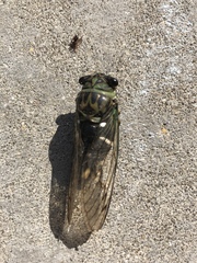 Neotibicen latifasciatus