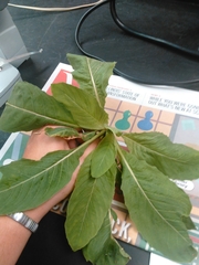 Phytolacca americana